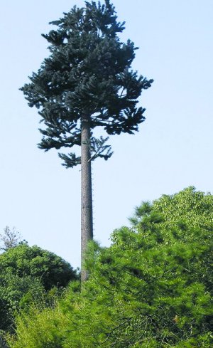 ����ͨӍ��