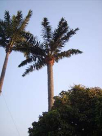 ����Ҭ��